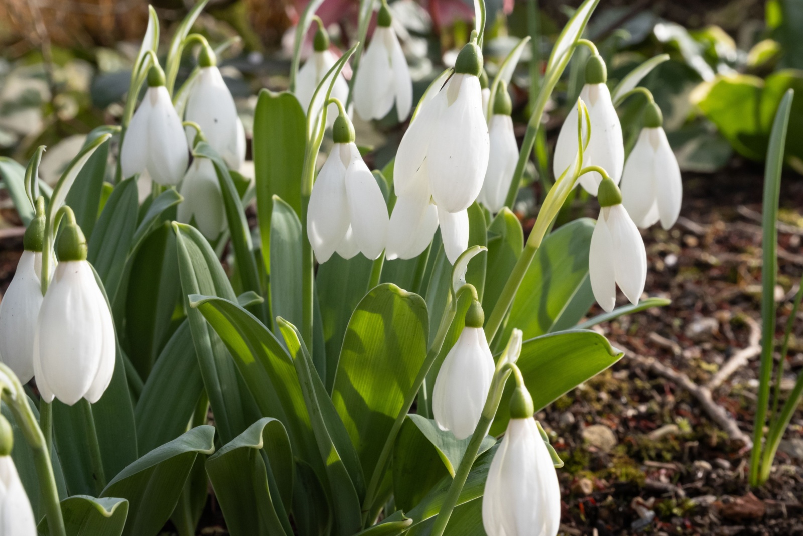 7 Easy Steps To Plant Snowdrop Bulbs This Fall In Michigan