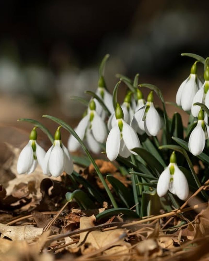 Pick The Perfect Planting Time