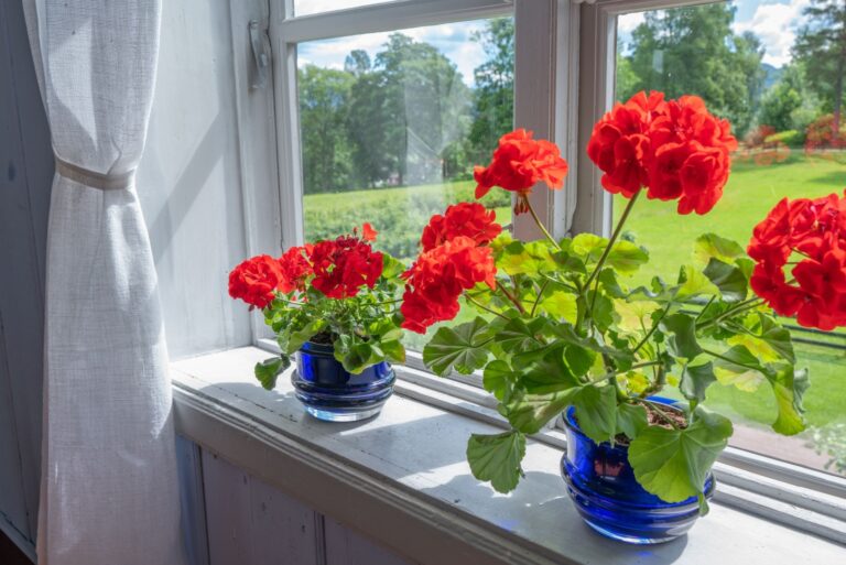 Two potted geranium plants