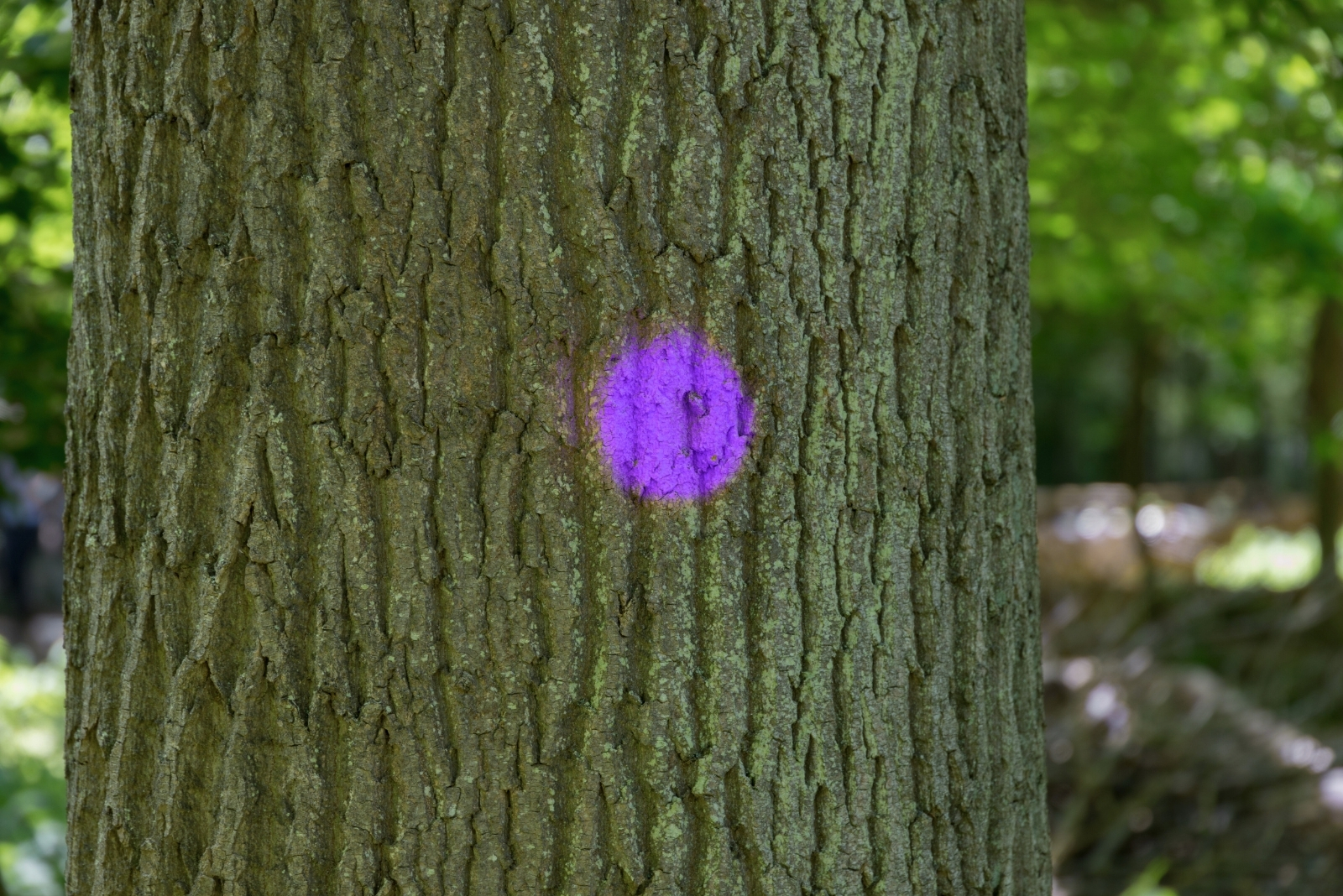 7 Fascinating Reasons Trees Are Painted Purple In Minnesota