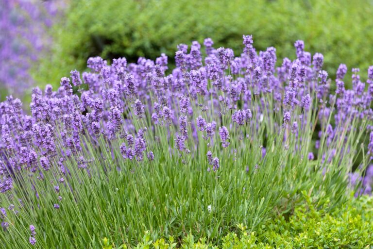 lavender plant in bloom