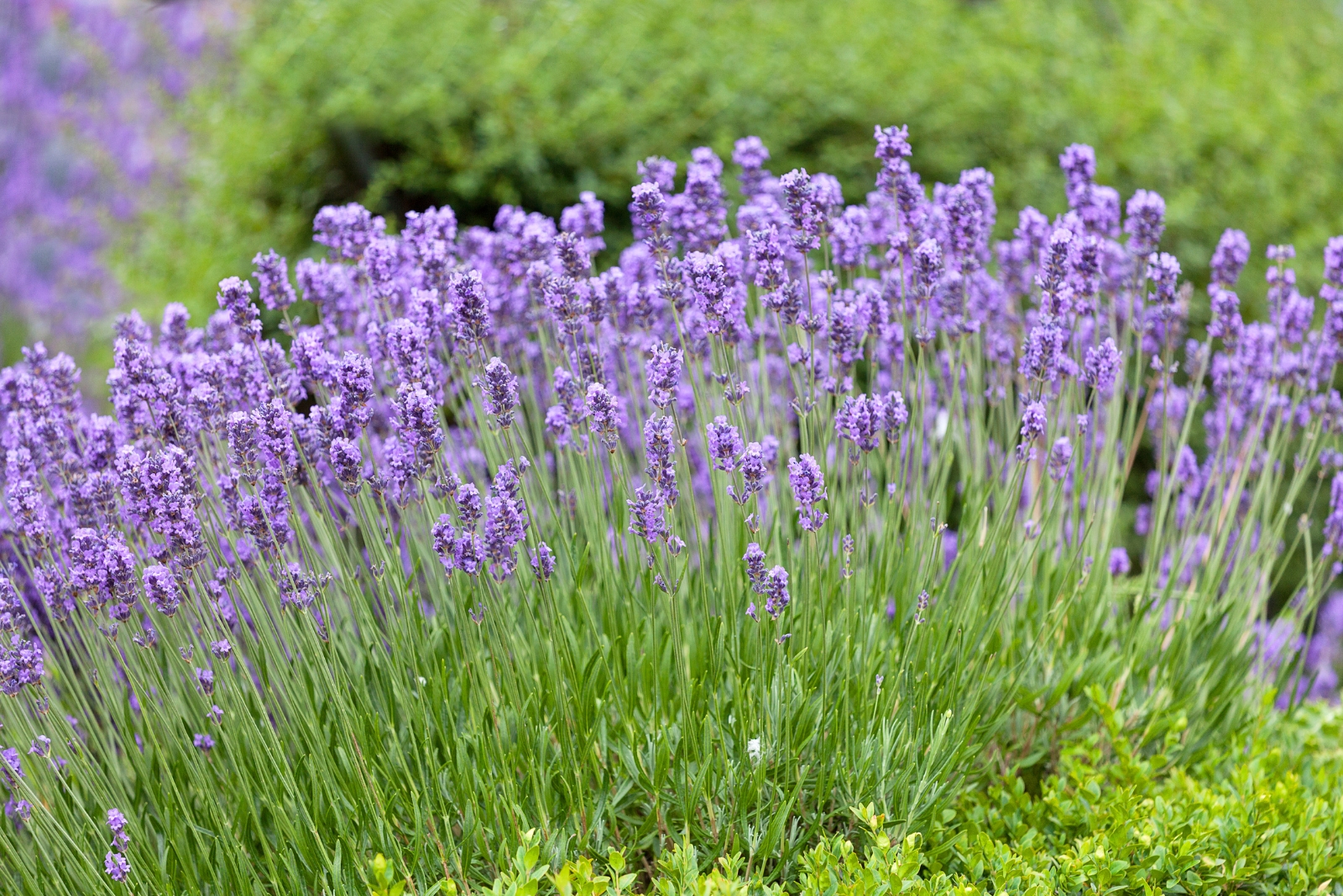 7 Great Reasons To Add Lavender To Your New York Patio Garden