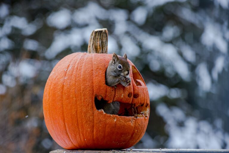 squirrel peeking through a carved pumpkin