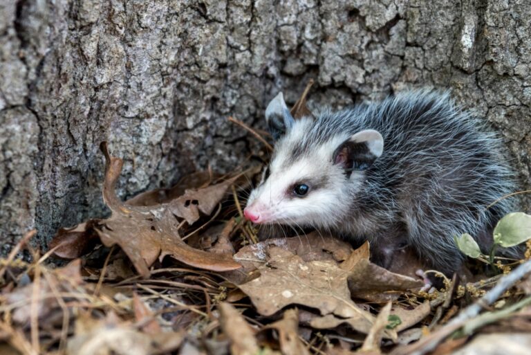 Baby opossum
