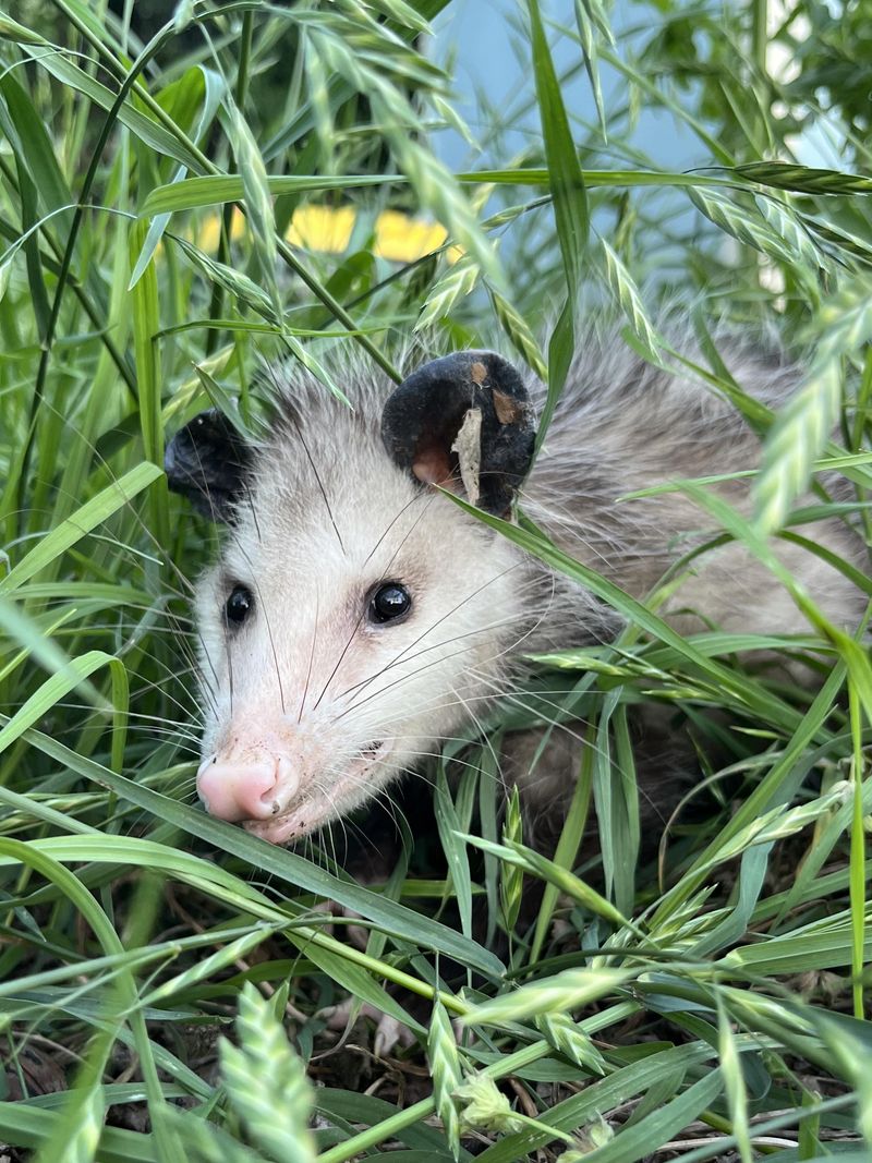 Possums Are Actually Helping Your Yard