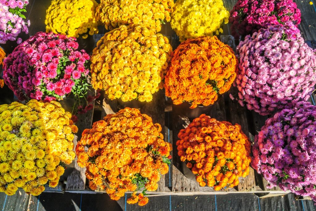 7 Mistakes Florida Gardeners Make When Buying Fall Mums