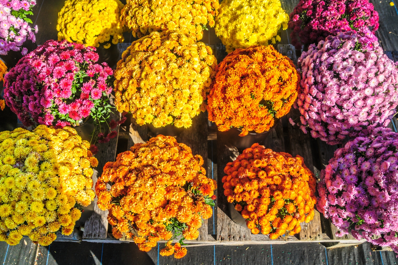 7 Mistakes Florida Gardeners Make When Buying Fall Mums