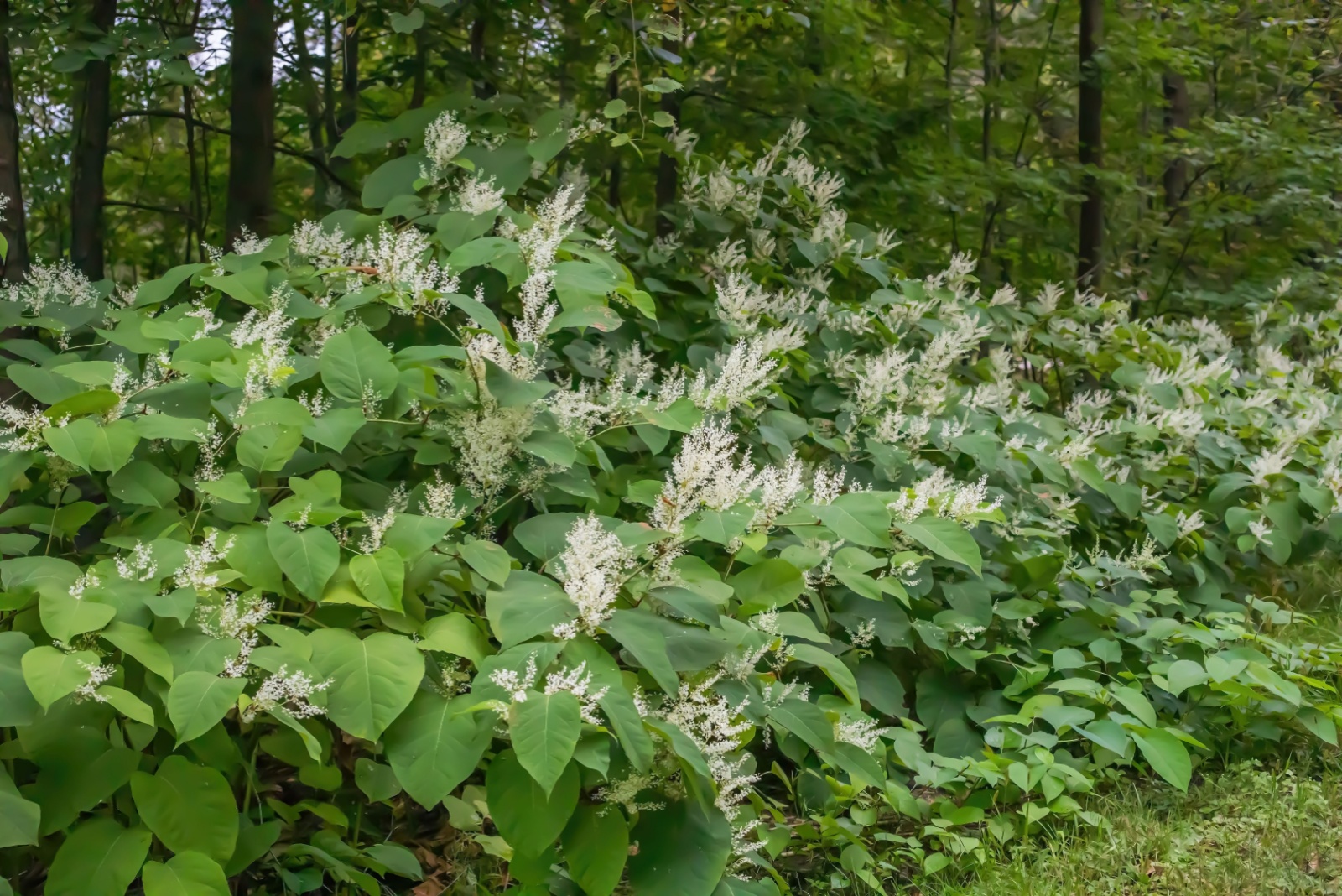 7 Natural Methods Maine Gardeners Use To Eliminate Japanese Knotweed