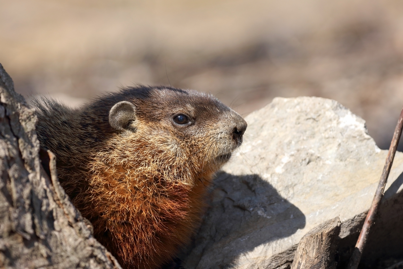 7 Natural Ways To Keep Gophers Out Of Pennsylvania Yards