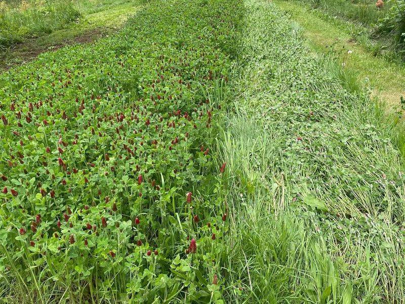 Cover Cropping With Winter Rye And Clover