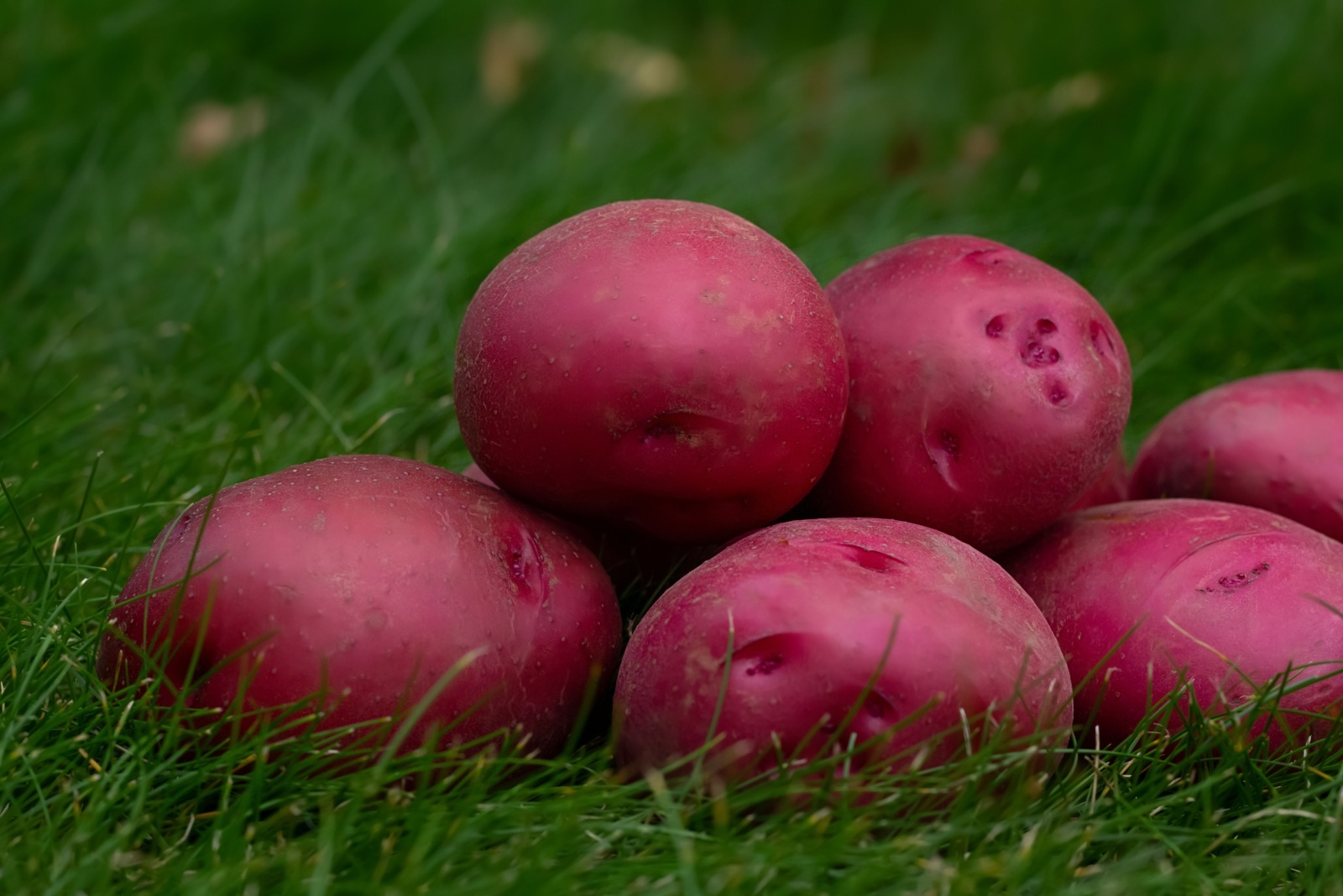 7 Potato Varieties That Thrive When Planted In Fall Across Idaho