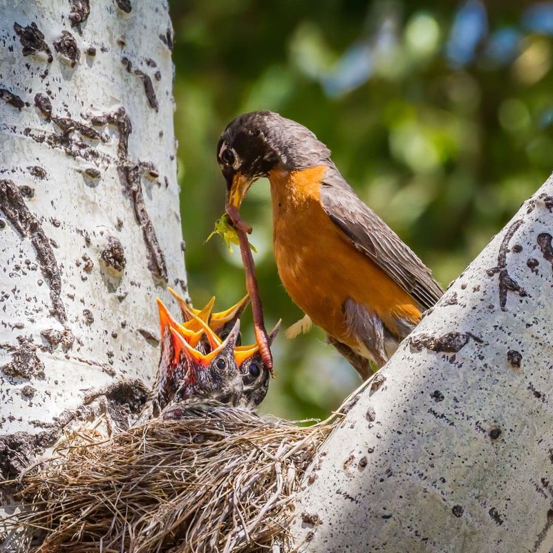 Migratory Songbirds And Their Nests