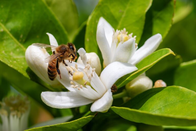 bee collecting pollen from white orange blossoms
