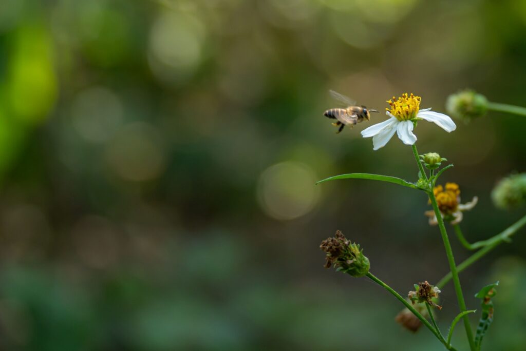 7 Reasons Bees Are Disappearing Across Florida