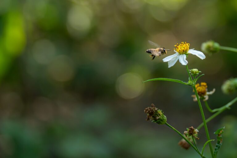 Honey bee exploring yellow pollens in garden