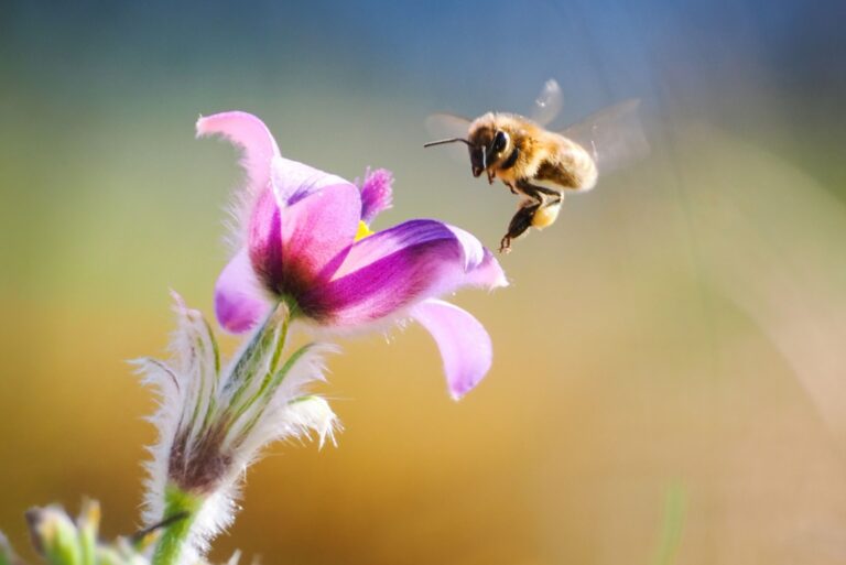 Bee landing on a beautiful blooming pink flower
