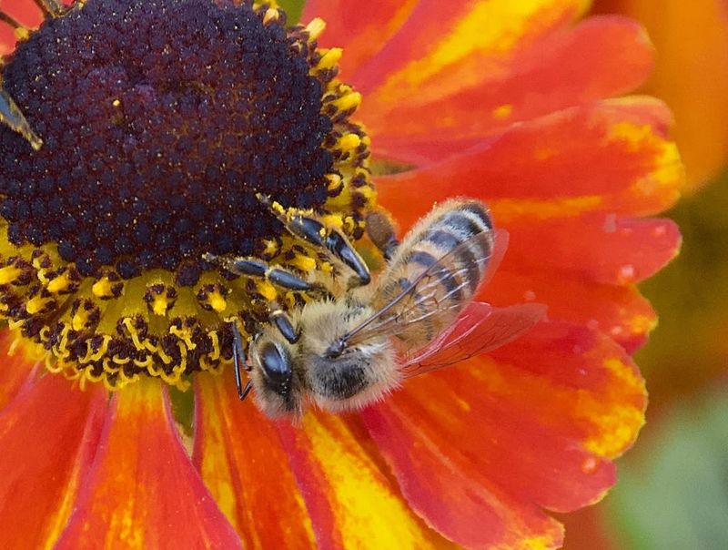 Pesticides And Chemical Treatments