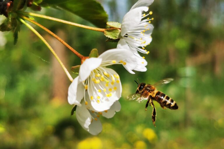 Honey Bee Fly