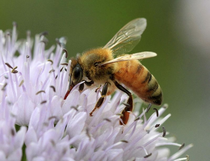 Pesticides Harm Bee Health