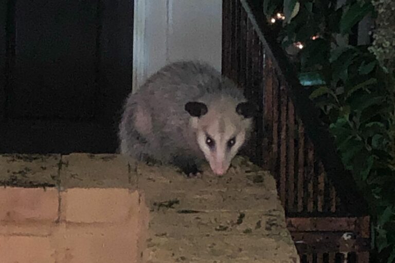 Possum