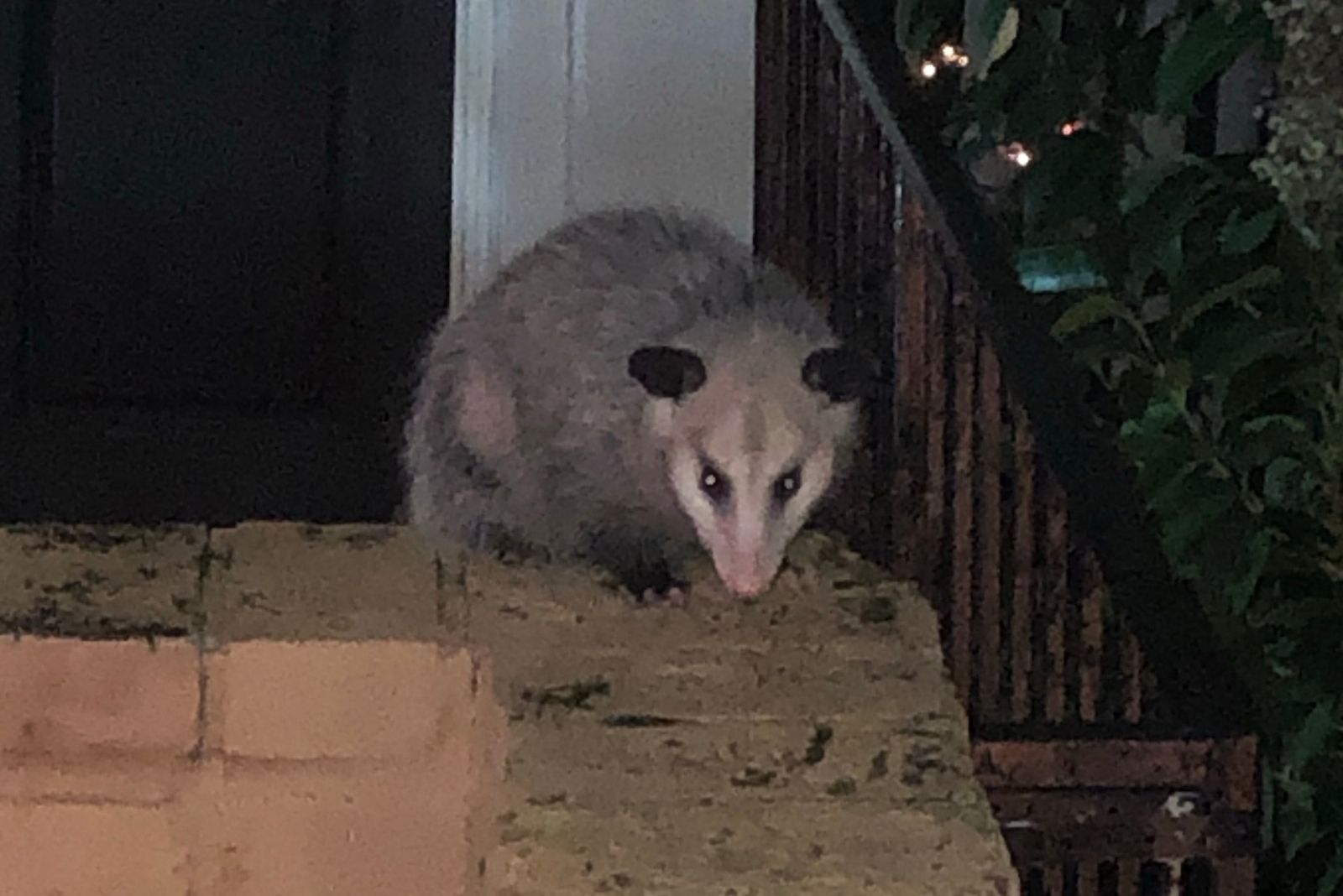 7 Reasons Connecticut Homeowners Should Think Twice Before Removing Possums