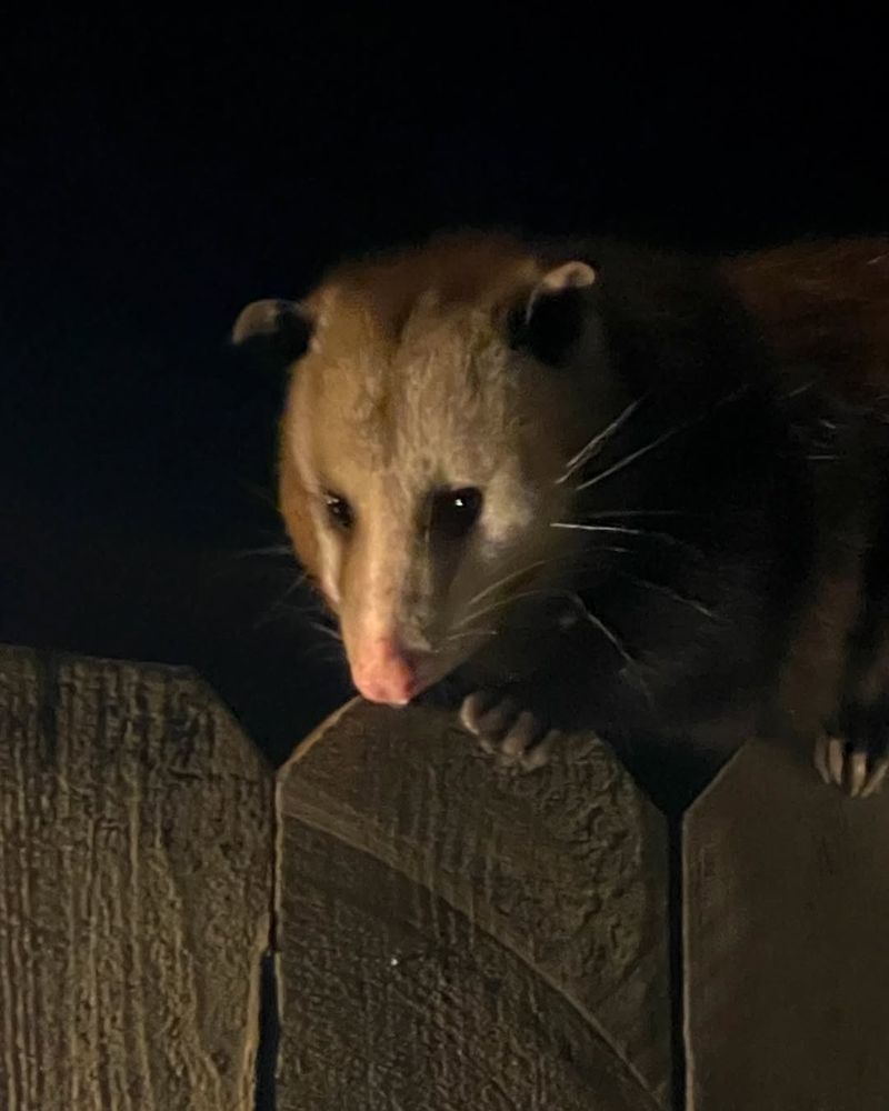 Natural Pest Control Champions