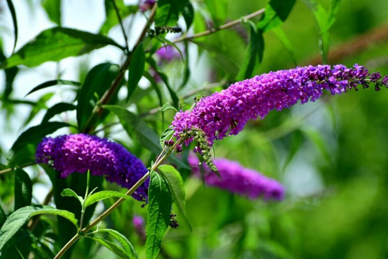Butterfly Bush