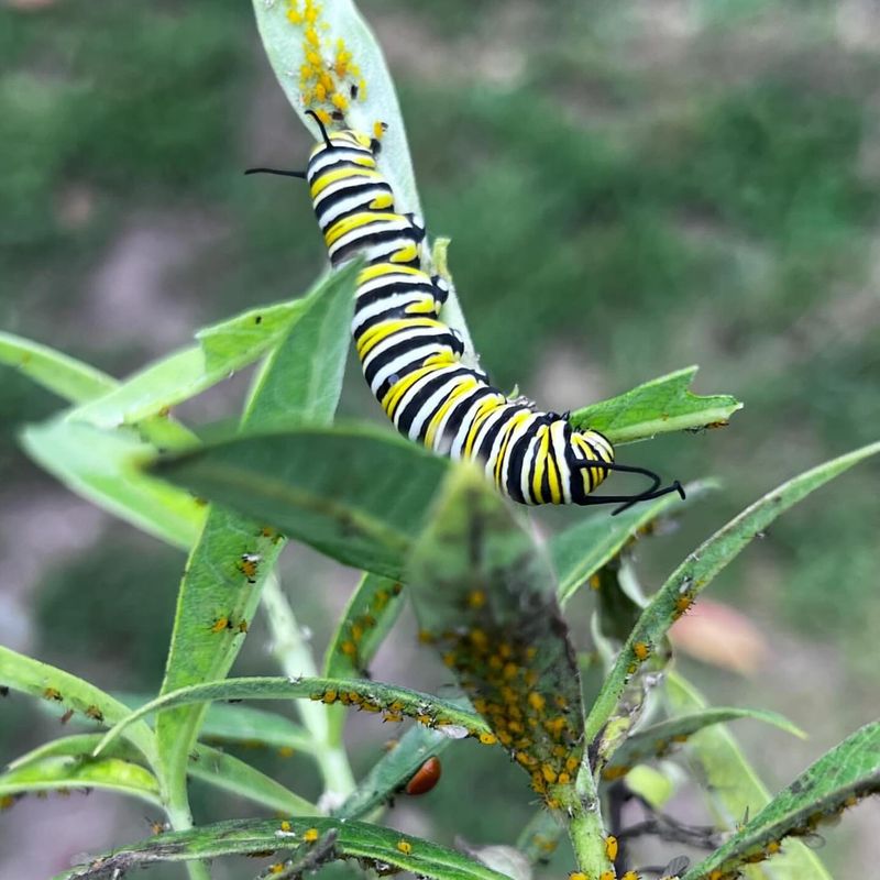 They Offer No Real Food For Caterpillars