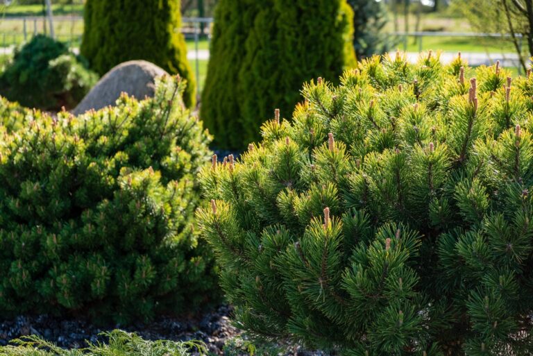 Evergreens (featured image)