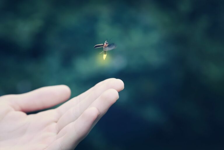 Firefly Flying Away