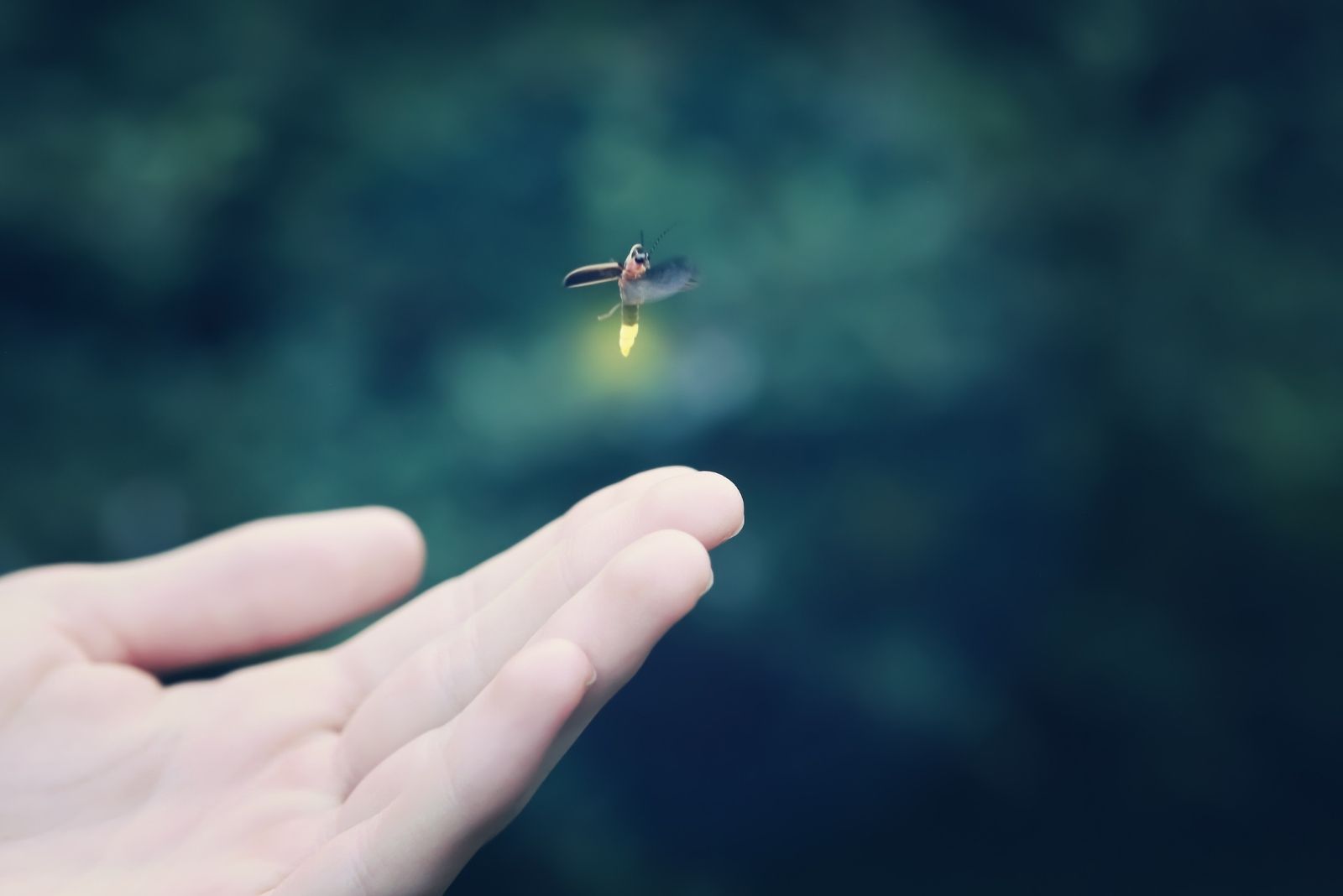 7 Reasons Fireflies Are Rapidly Disappearing In Minnesota