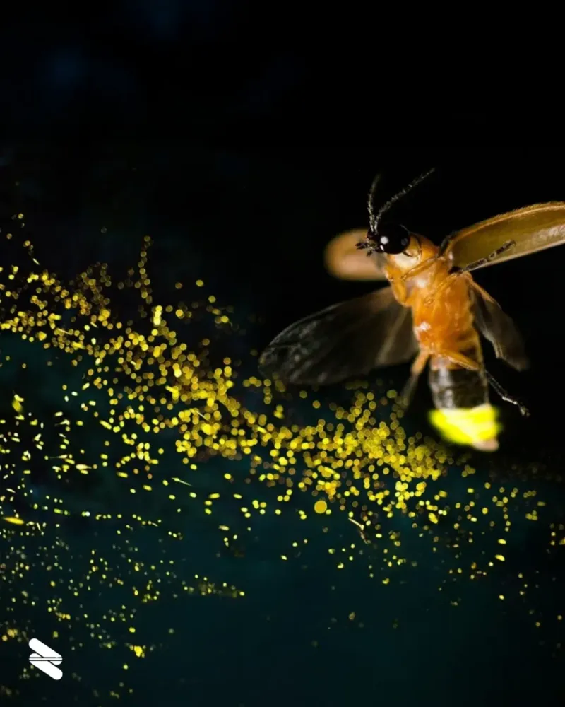 Increased Use of Garden Pesticides