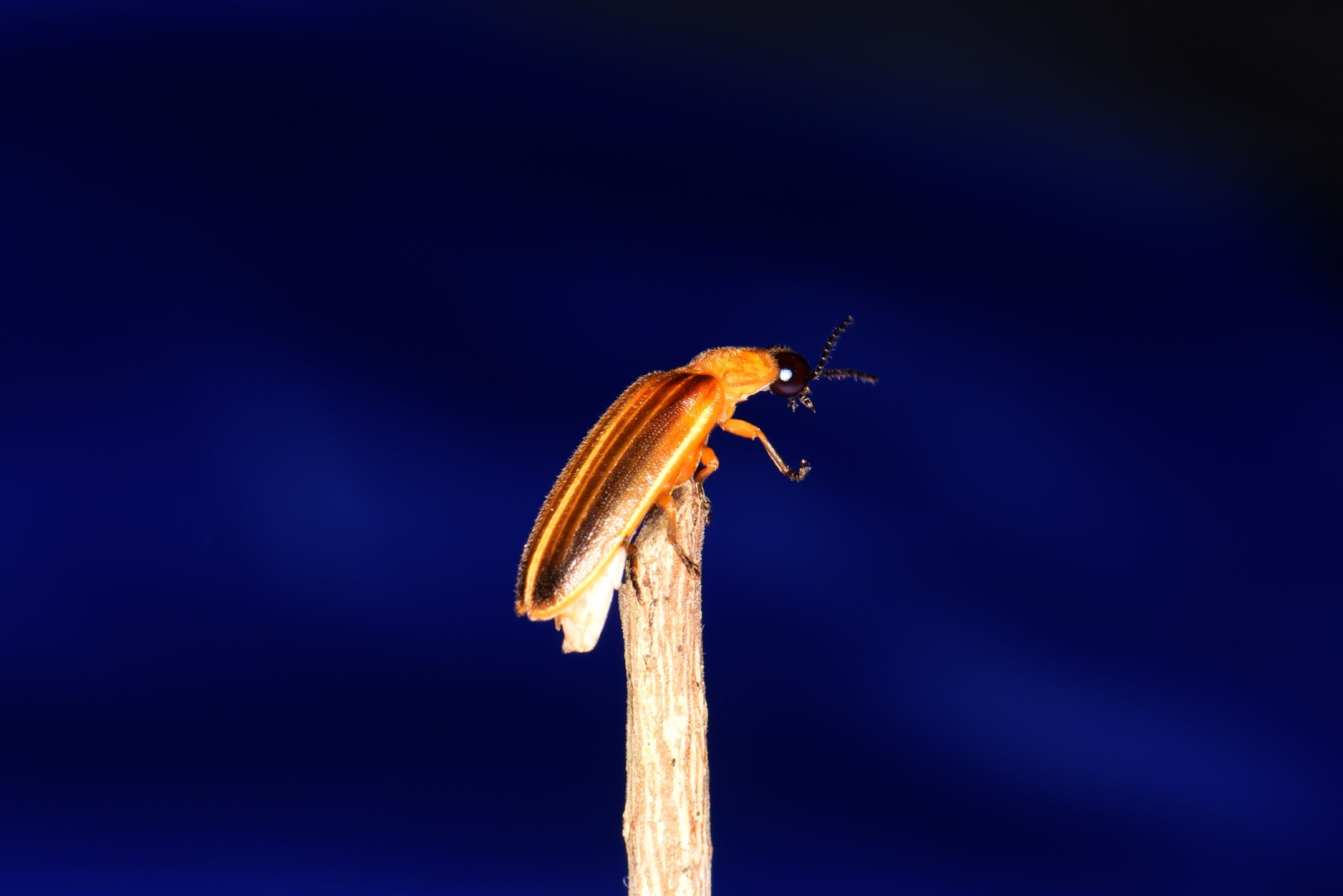 7 Reasons Fireflies Are Slowly Disappearing Across Alabama