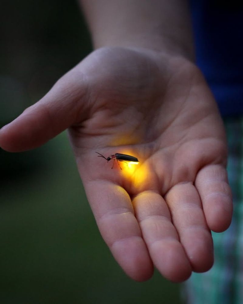 Light Pollution Disrupts Their Glow