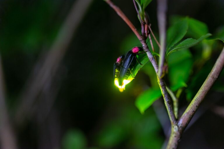 Night firefly light macro exposure