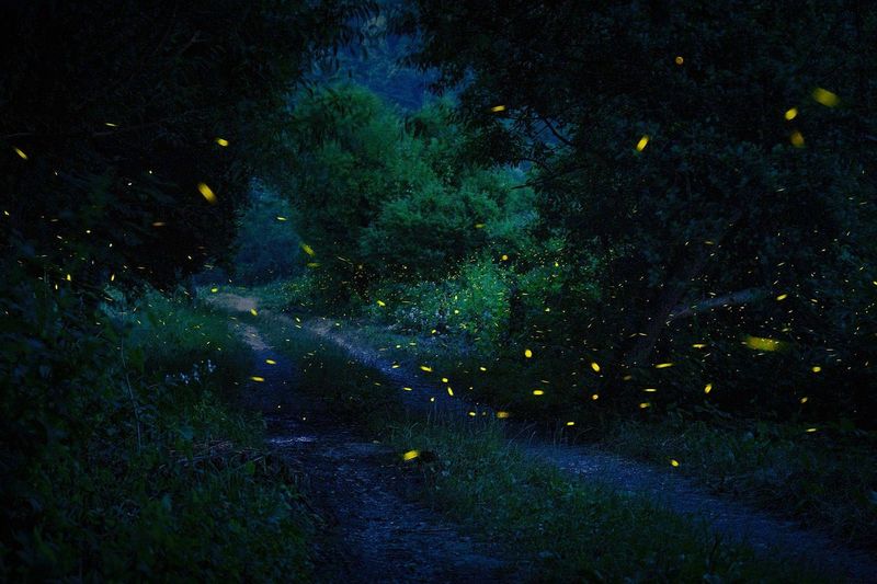 Light Pollution Disrupts Their Mating Signals