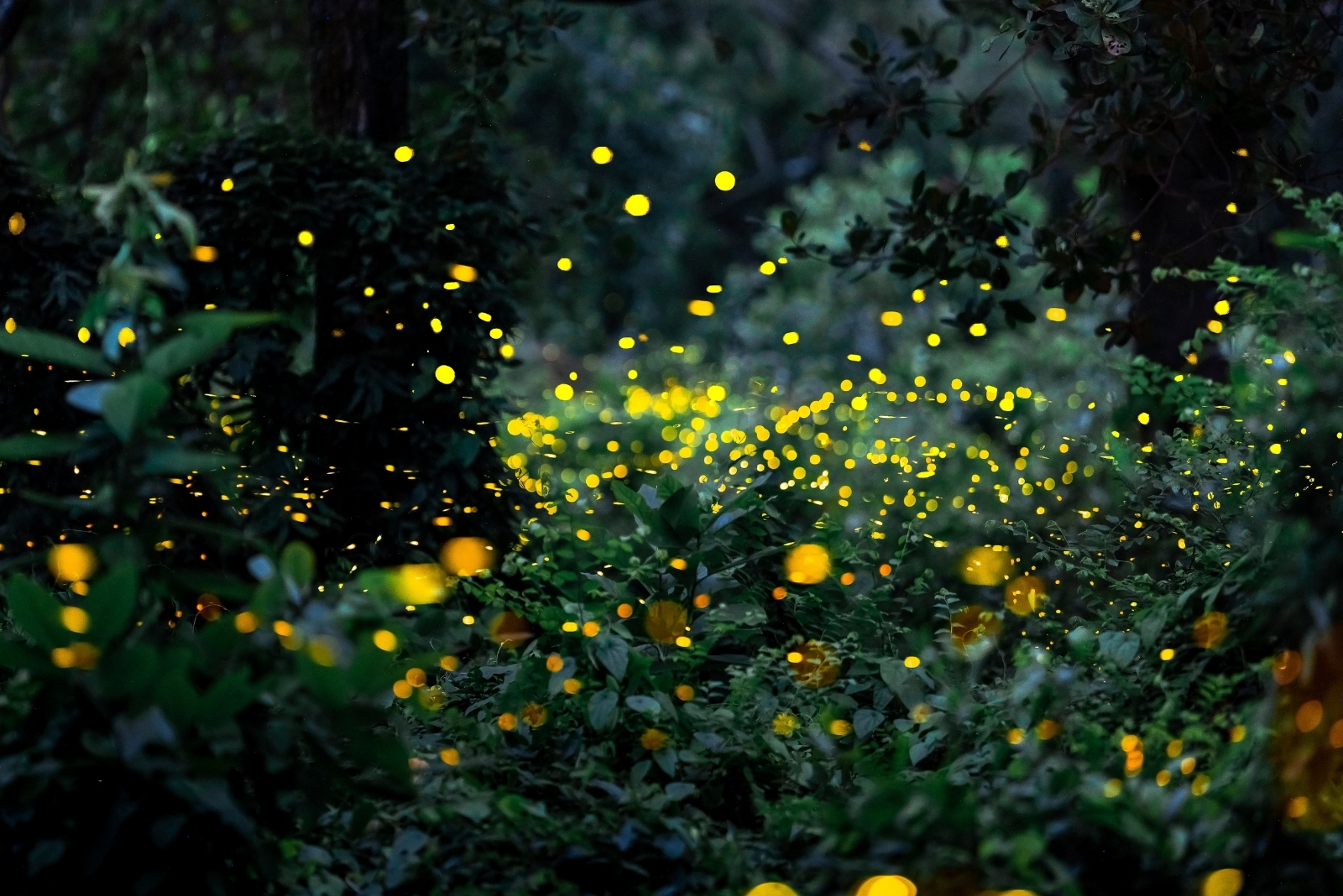 7 Reasons Fireflies Are Slowly Disappearing In Florida