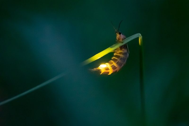 Light Pollution Disrupts Their Glow Communication
