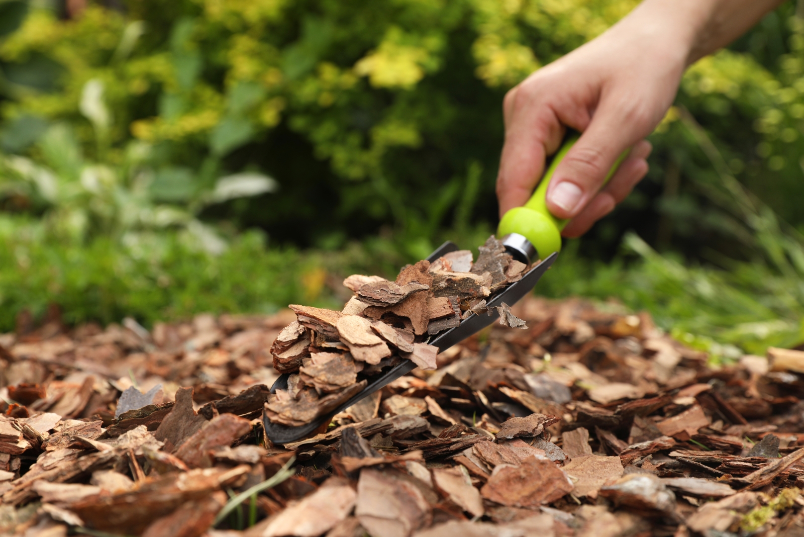 mulch (featured image)