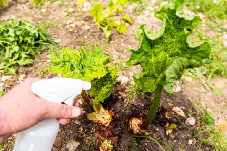 Woman hand using spray on plant with infected by many black aphids. Using no pesticide, made with water, green soap and vinegar.