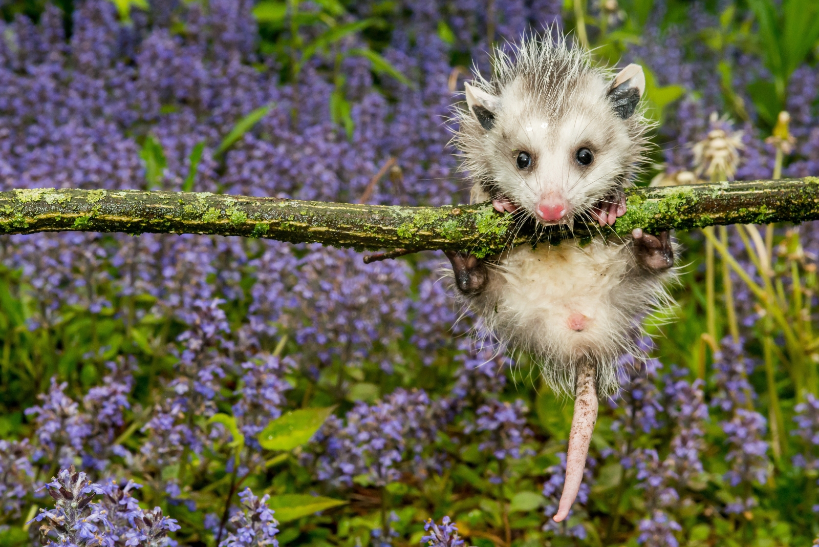7 Reasons Illinois Homeowners Might Regret Kicking Possums Out