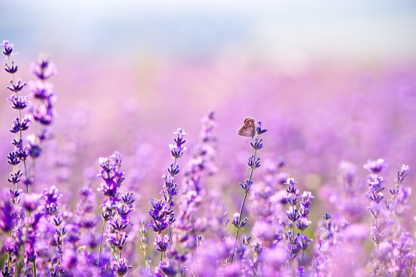 lavender flowers