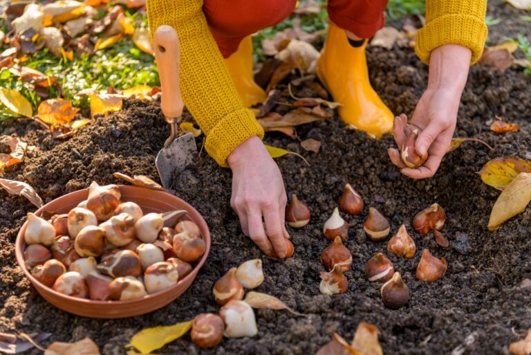 Woman planting tulip bulbs