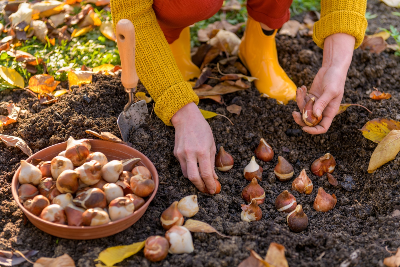 7 Reasons Minnesota Gardeners Are Planting Bulbs At Night This October