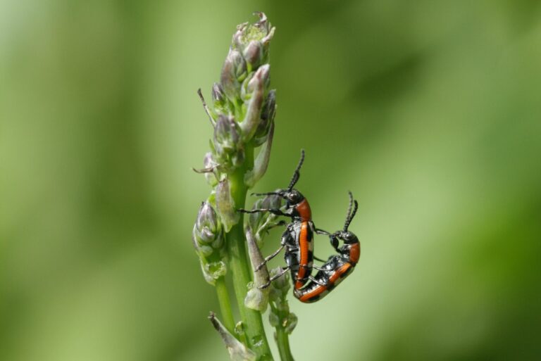 Asparagus beetles, crioceris asparagi, mating Pezibear Sage