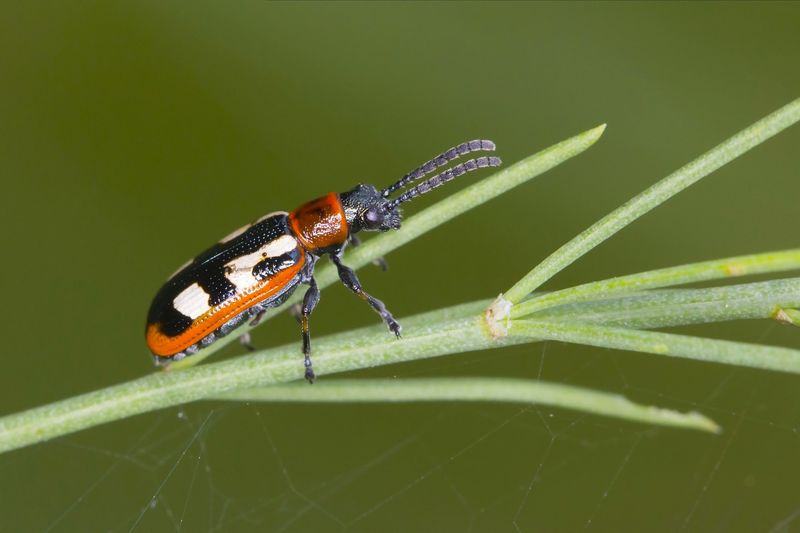 Cool Nights Slow Beetle Activity
