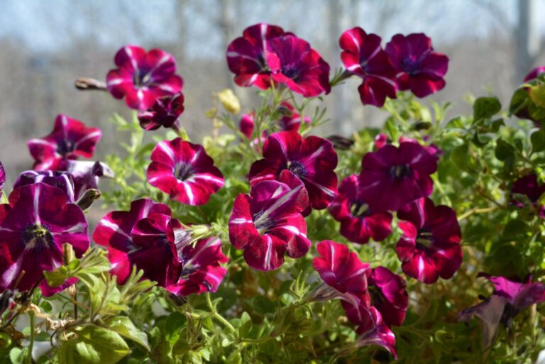 Container planted petunia