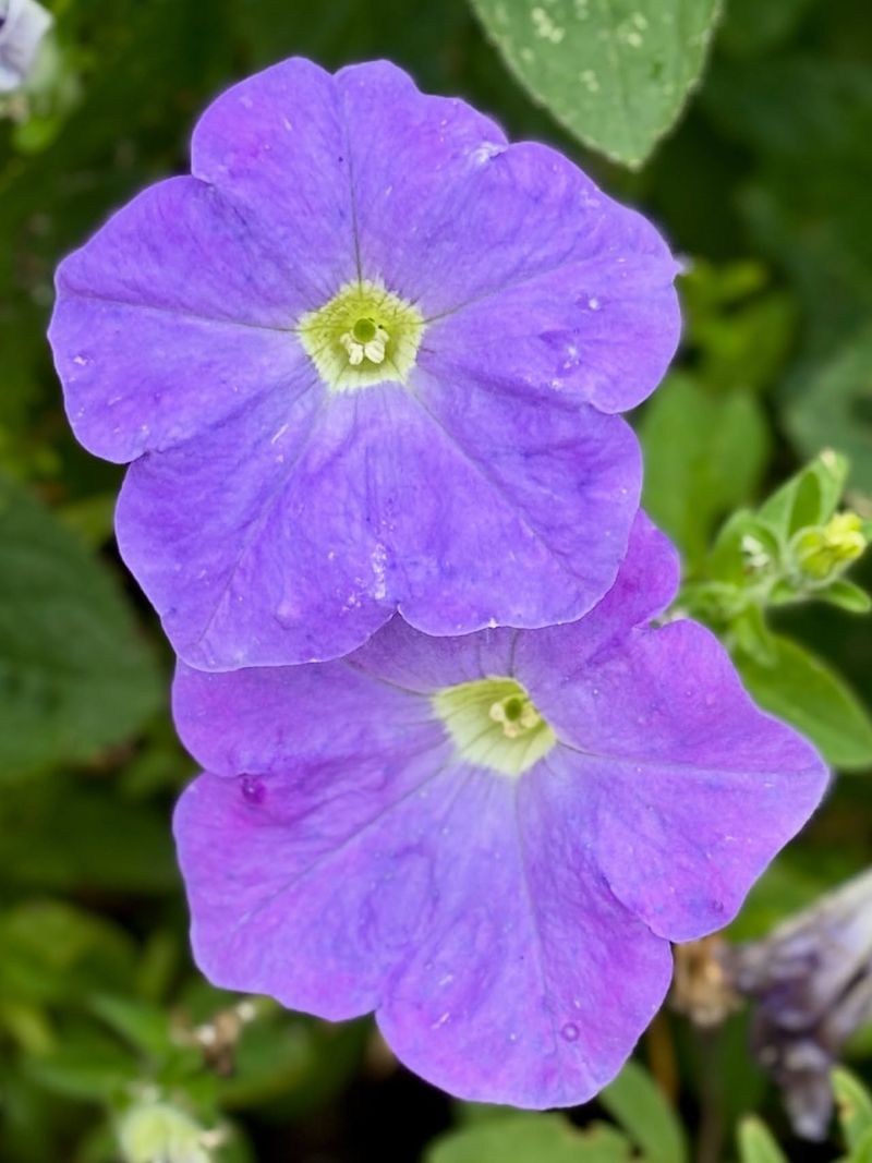 Petunias Handle New York's Unpredictable Weather Like Champions