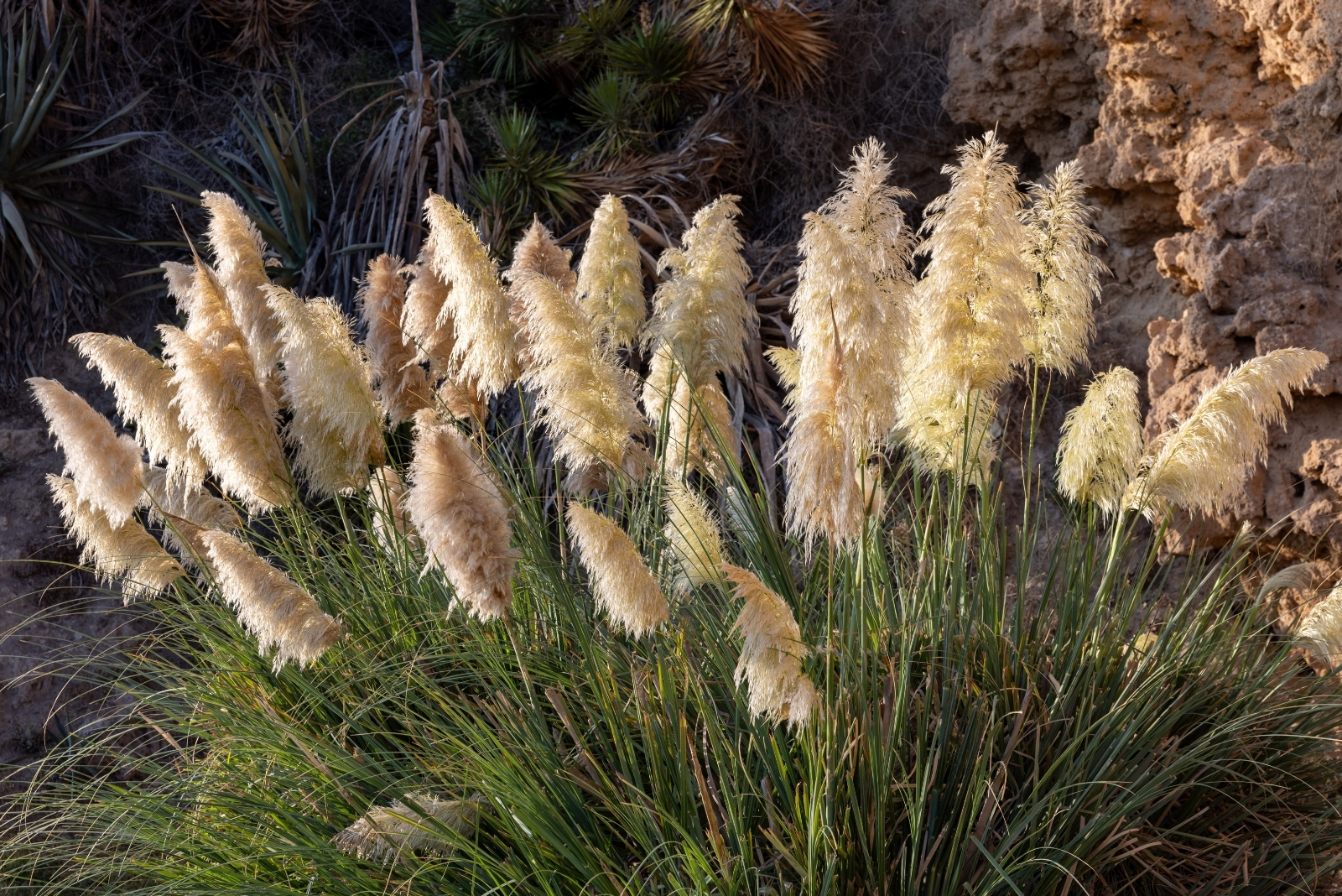 7 Reasons Planting Pampas Grass Can Be A Huge Mistake In California
