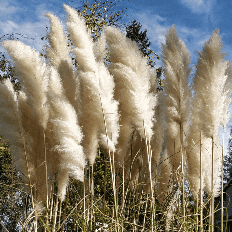It Spreads Like Wildfire Across the Landscape